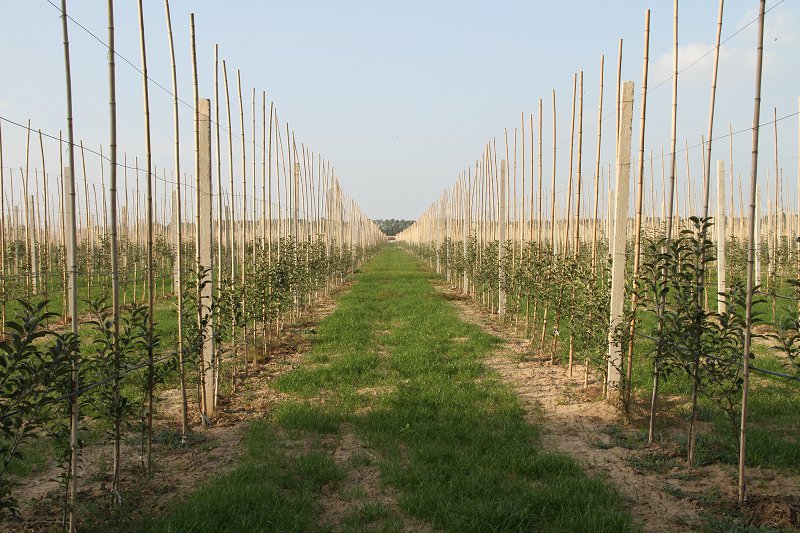 2015年发展的矮化密植苹果园.JPG