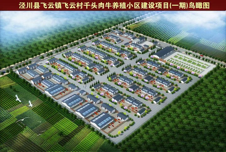牛图片5.jpg